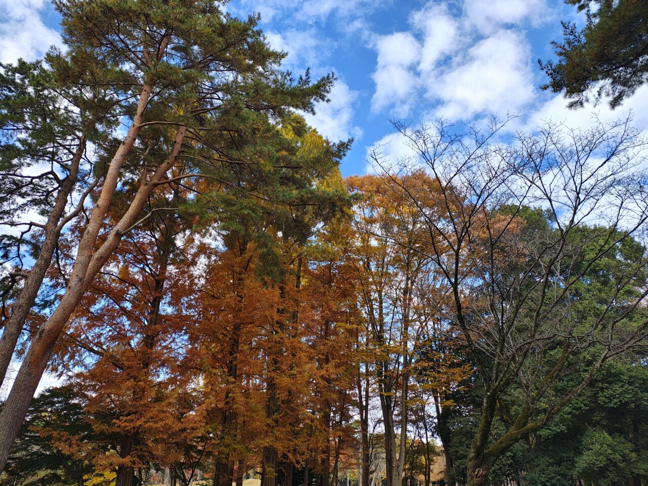 2025年11月赤塚公園