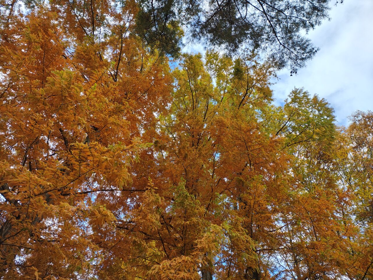 2025年11月赤塚公園