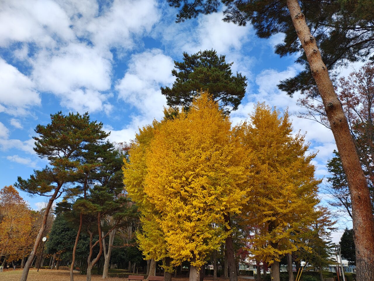 2025年11月赤塚公園