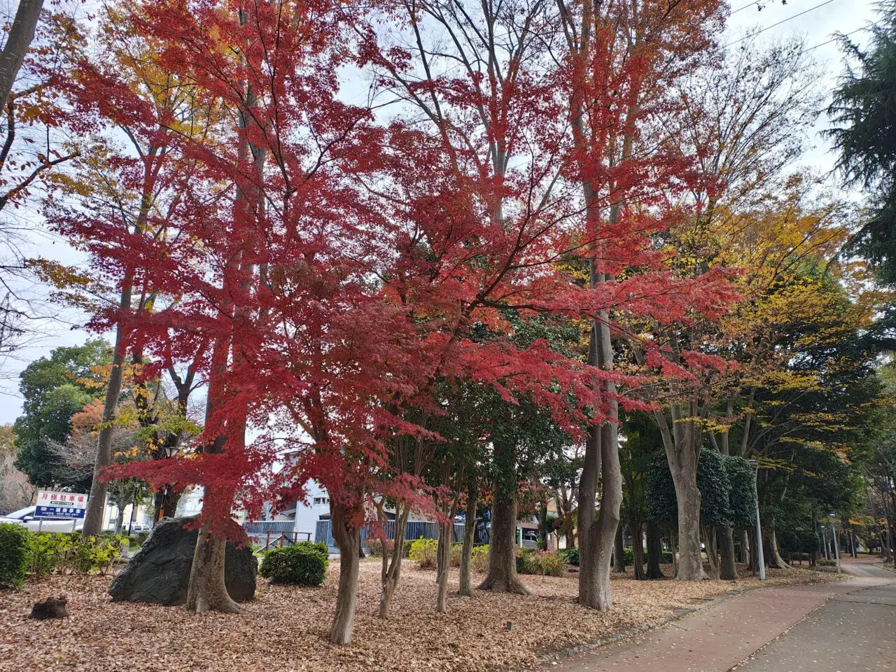 2025年11月赤塚公園