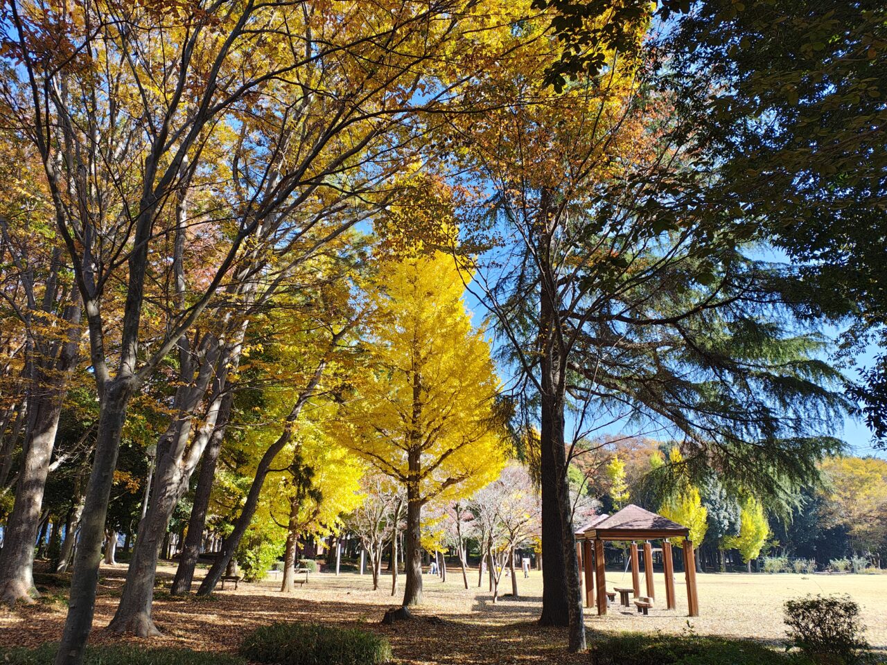 2025年11月洞峰公園