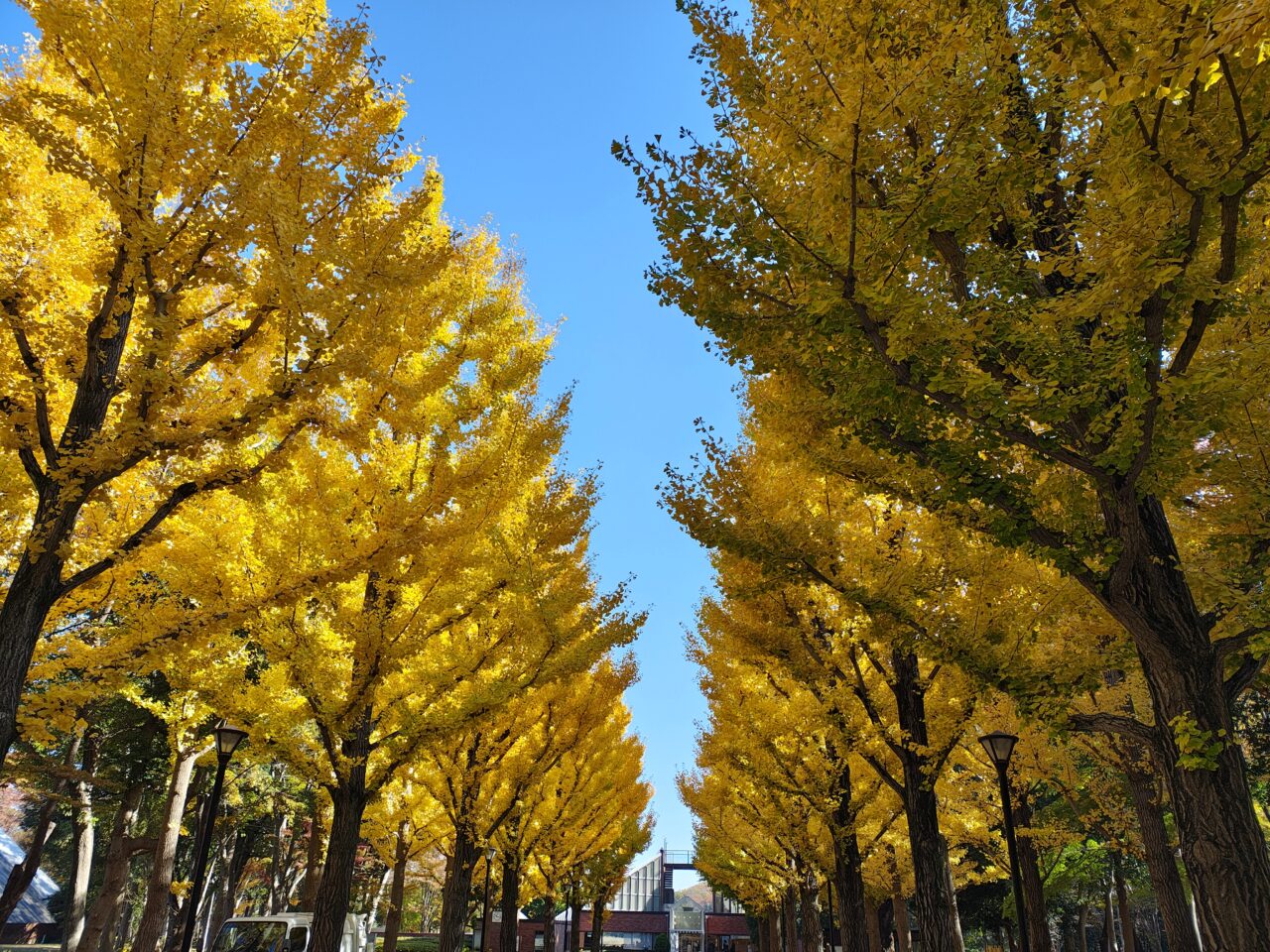 2025年11月洞峰公園