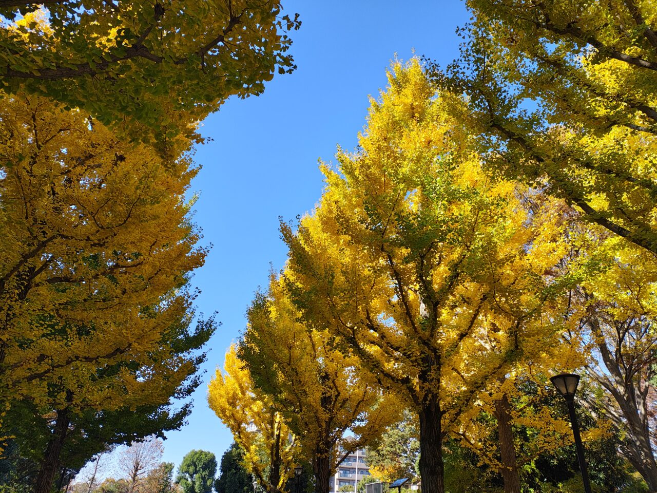 2025年11月洞峰公園