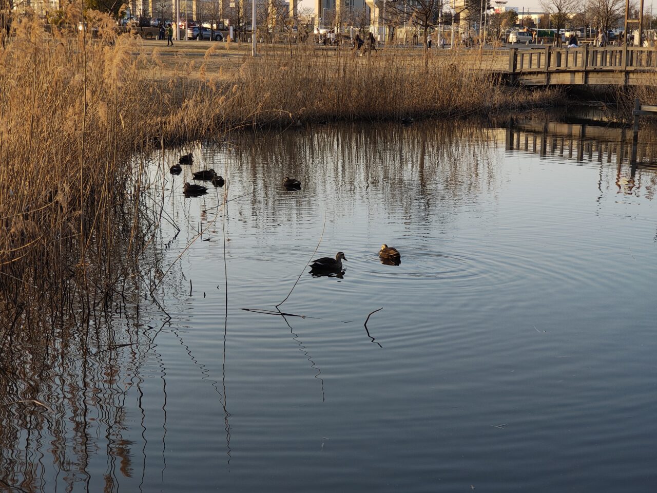 2026年1月研究学園駅前公園