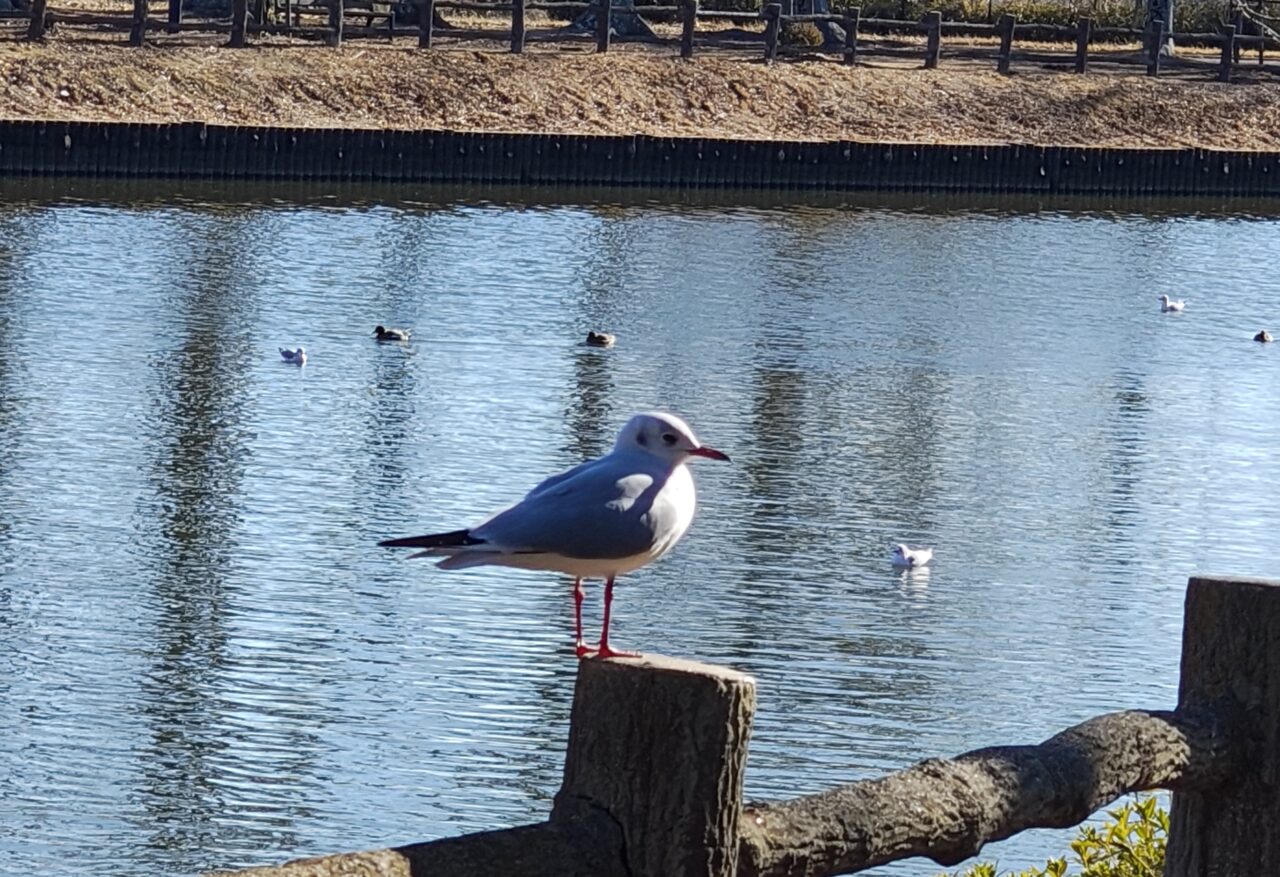 2026年1月乙戸沼公園