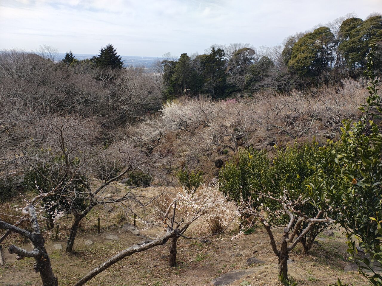 2026年2月梅まつり筑波山梅林