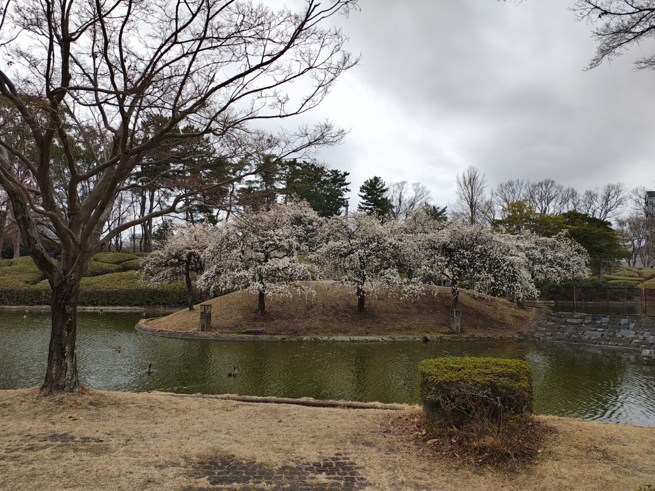 2026年2月松見公園