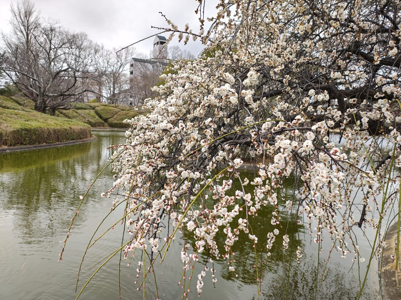 2026年2月松見公園