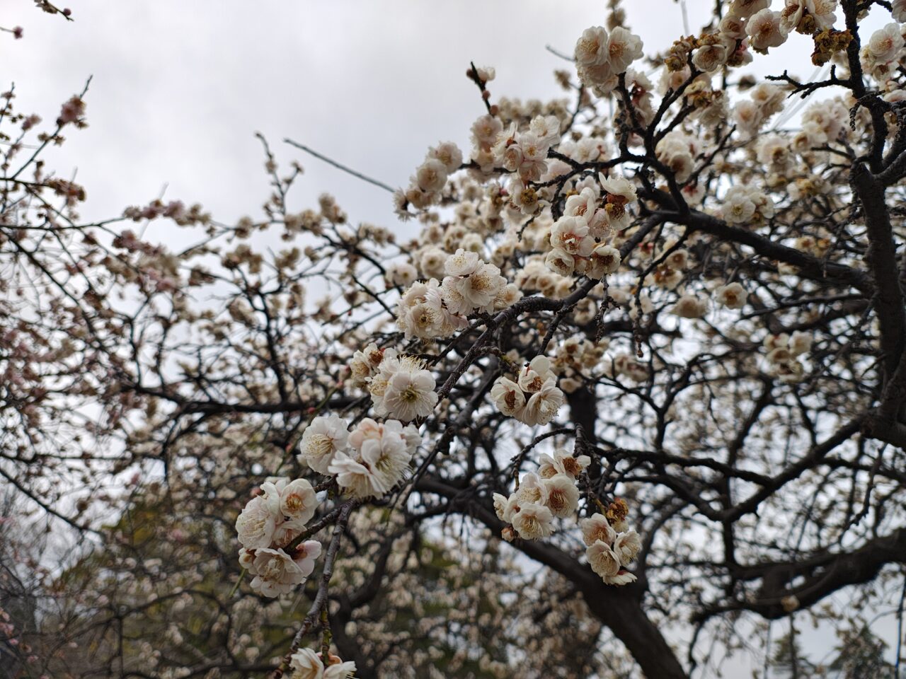 2026年2月松見公園